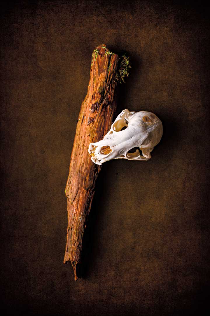 Skull On Wood