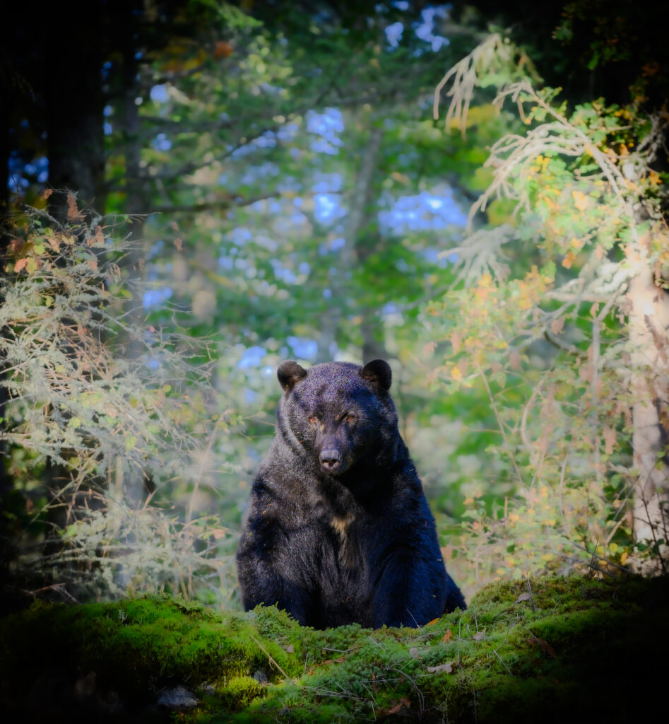 Big bear photography by Gabriel Taschereau