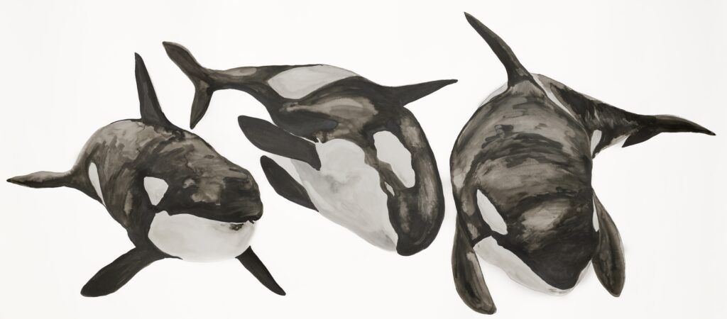 3 orcas by Jacqui Austin