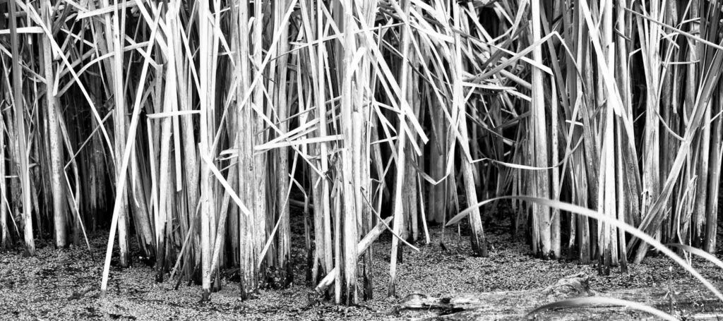 Reeds by Gabriel Taschereau