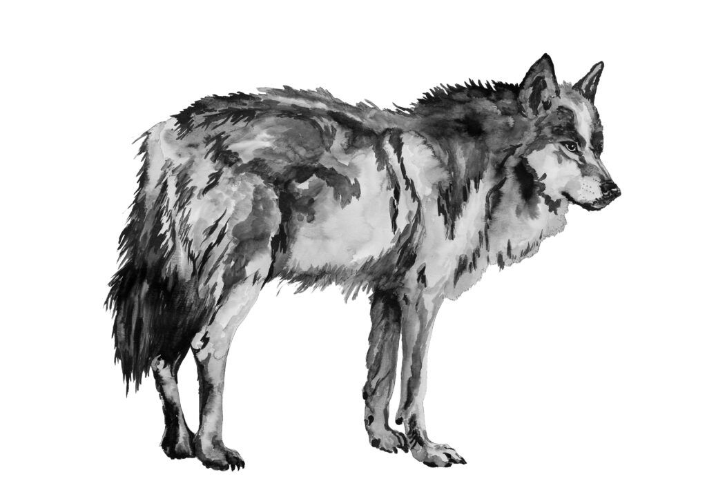 Wolf4.0 by Jacqui Austin