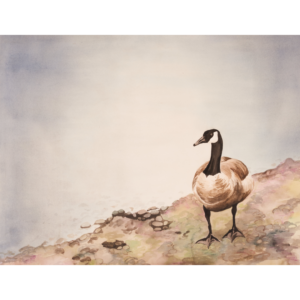 CANADA GOOSE