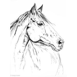 HORSE HEAD SKETCH