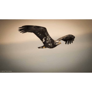 FLYING EAGLE 13"H X 22"W FRAMED